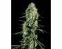 Super Silver Haze (Greenhouse) feminized