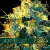 Jack Herer 5 seeds
