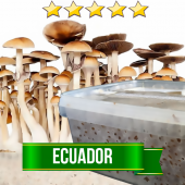 Ecuador Magic Mushroom Grow set - 1200cc