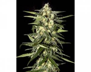 Jack Herer Auto (Greenhouse) feminized