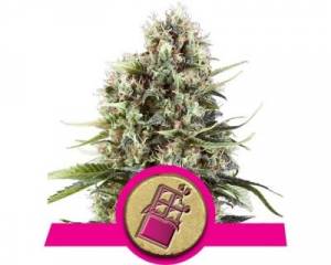 Chocolate Haze (Royal Queen Seeds) feminized