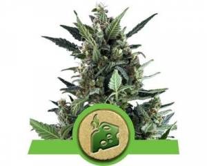 Blue Cheese Automatic (Royal Queen Seeds) feminized