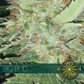 Big Bud 3 seeds