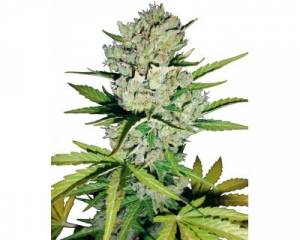 Super Skunk Automatic (White Label) feminized