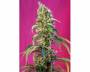 Black Jack CBD (Sweet Seeds) feminized