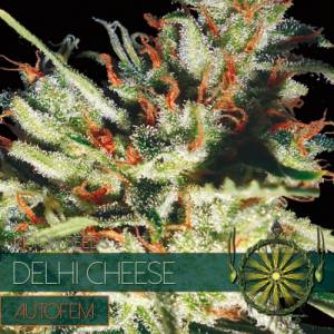 Auto Delhi Cheese 3 seeds