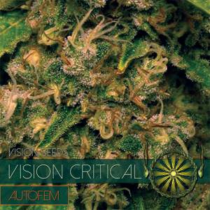 Auto Vision Critical 5 seeds