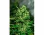 White Widow (Azarius Seeds) feminized