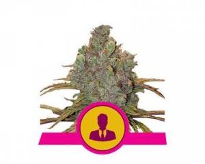 El Patron (Royal Queen Seeds) feminized