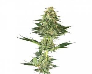 Banana Kush (White Label) feminized