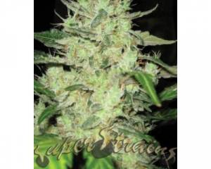 Next Of Kin (Super Strains) feminized