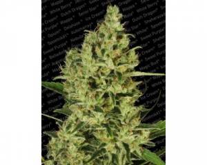 Delahaze (Paradise Seeds) feminized