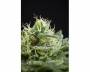 Shining Silver Haze (Royal Queen Seeds) feminized