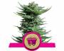 Shining Silver Haze (Royal Queen Seeds) feminized