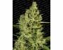 Delahaze (Paradise Seeds) feminized