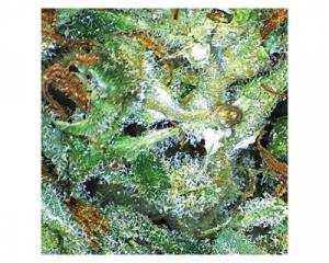 Big Bud (Vision Seeds) feminized