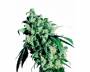 Super Skunk (Sensi Seeds) feminized