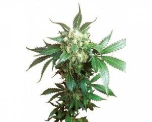 Black Domina (Sensi Seeds) feminized