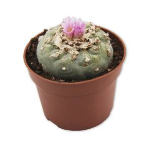 Peyote (Lophophora Williamsii) 5-7 cm