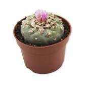 Peyote (Lophophora Williamsii) 5-7 cm