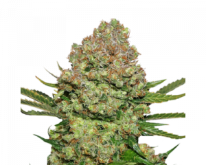 White Widow (Seedstockers) feminized