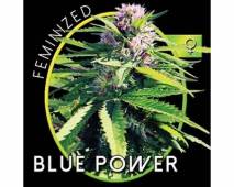 Blue Power (Vision Seeds) feminized