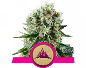 Critical Kush (Royal Queen Seeds) feminized