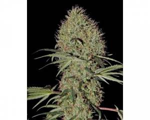 Super Bud Autoflowering (Greenhouse) feminized