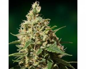 Peppermint Kush (Barney's Farm) feminized
