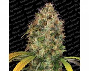 Dutch Kush (Paradise Seeds) feminized
