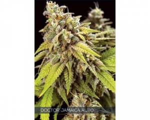 Doctor Jamaica Auto (Vision Seeds)