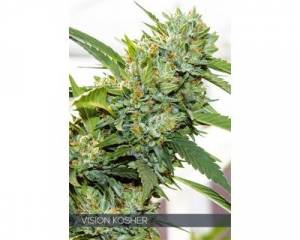 Vision Kosher (Vision Seeds) feminized