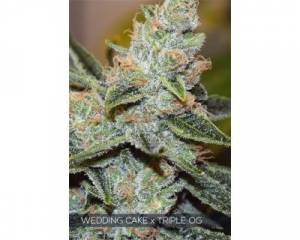 Wedding Cake x Triple OG (Vision Seeds) feminized