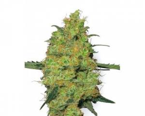 Master Kush (White Label)