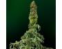 Sweet Tooth Auto (Barney's Farm) feminized