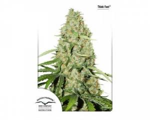 Think Fast (Dutch Passion) feminized