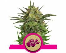 Haze Berry (Royal Queen Seeds) feminized