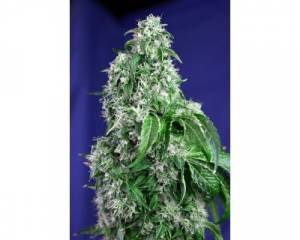 Big Devil F1 Fast Version (Sweet Seeds) feminized