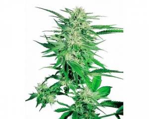 Big Bud (Sensi Seeds) feminized