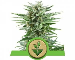 Easy Bud (Royal Queen Seeds) feminized
