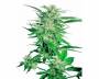 Big Bud (Sensi Seeds) feminized