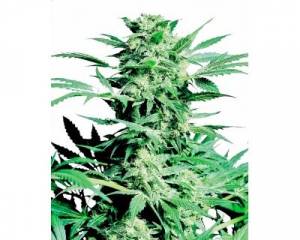 Shiva Skunk (Sensi Seeds) feminized