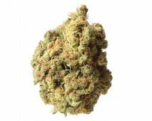 AK-020 Autoflower (Amsterdam Genetics)