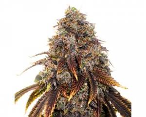 Gelato 41 (Seedstockers) feminized