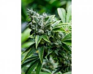 Eden CBD (Super Strains) feminized