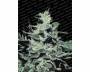 Nebula (Paradise Seeds) feminized
