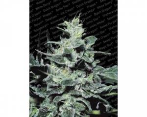 Nebula (Paradise Seeds) feminized