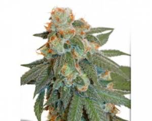Auto Orange Bud (Dutch Passion) feminized