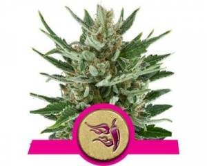 Speedy Chile Fast (Royal Queen Seeds) feminized