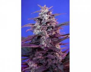 Bloody Skunk Autoflowering (Sweet Seeds) feminized